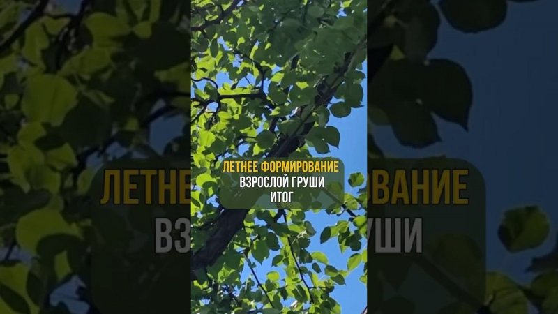 Летнее формирование взрослой груши. Итог