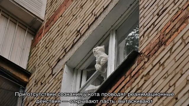 Кошка упала с 6 этажа: что делать, последствия смотреть онлайн