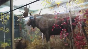 ЗООЛОГИЧЕСКИЙ МУЗЕЙ. САНКТ - ПЕТЕРБУРГ. ЧАСТЬ 3.