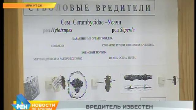 Иркутские тополя атакует тополево-салатная тля