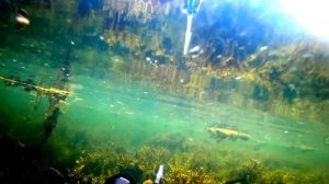 Подводная охота, Щуки в чистой воде - КАРТА ПОДВОХА