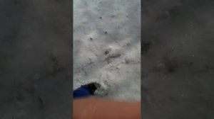 Девочка дерется с мальчиком