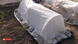 Как посадить рассаду перца в парник из агроволокна . Перец в парнике