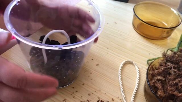 #Орхидеи. Пересадка подростка- азиата из мха в кору в горшок с фитильным поливом смотреть онлайн