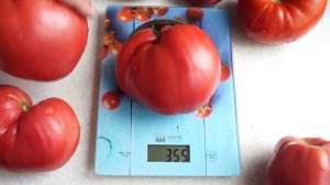 Томат Люсиль Тилсон. Обзор сорта.