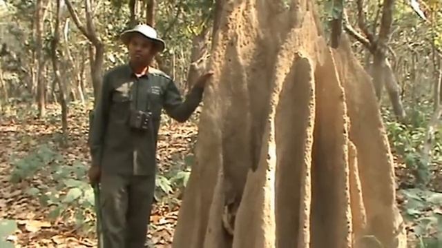 Дом термитов(Chitwan) 493.MPG смотреть онлайн