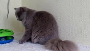 Все о породе британская длинношерстная кошка