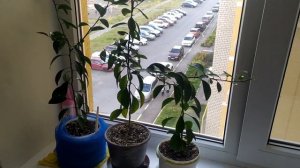 ГИПОАЛЛЕРГЕННЫЕ КОМНАТНЫЕ РАСТЕНИЯ. ОБЗОР ЦВЕТОВ