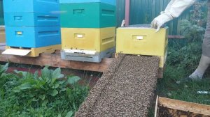 КАК ПРАВИЛЬНО ЗАСЕЛИТЬ РОЙ В УЛЕЙ?.