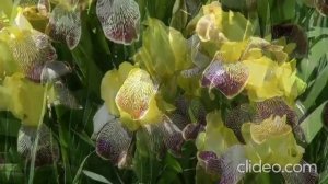 Андрей и Светлана Сытники. Обзор канала.