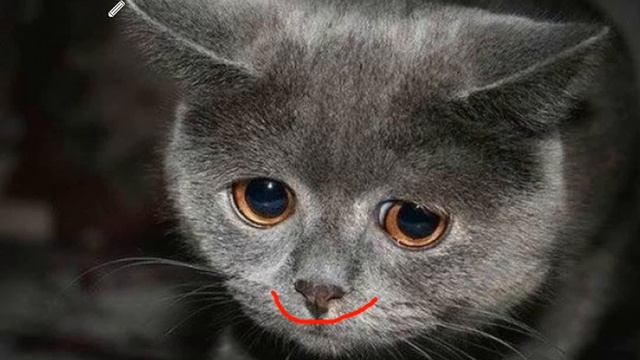 Мем грустный котик