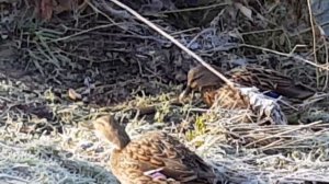 Подранок Утка - Чернеть Хохлатая (Aythya fuligula) , хорошо переживает зиму и идёт на поправку.