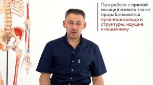 День 1  Прямая мышца живота   анатомия