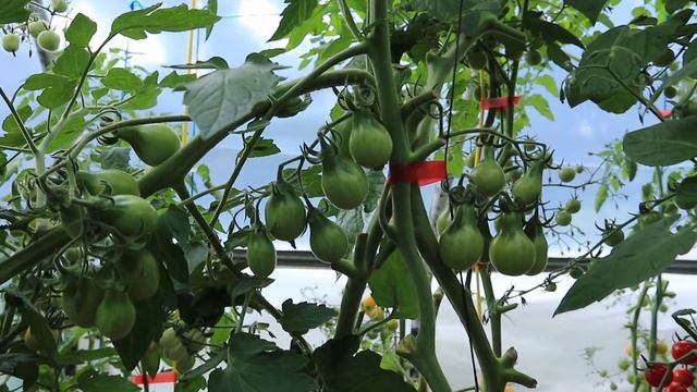 Выбери свой!  20 сортов черри томатов, которые я вырастила за пять лет! Выбираю лучшие сорта смотреть онлайн