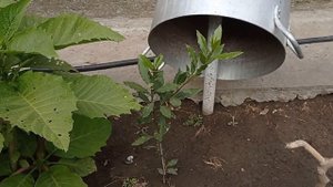 ГРАНАТ дома в открытом грунте. Авокадо, Хурма, Киви. Одесса. Часть вторая.