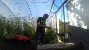 Новинки индетерминантных томатов Бронзон F1, Рок F1, Мирсини F1