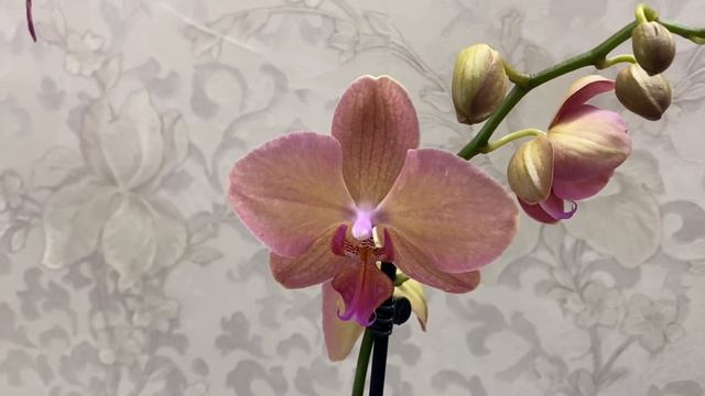 Красотки для девочек. Шикарные орхидеи смотреть онлайн