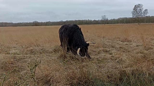 Шотландские мохнатые коровы (Хайленд) возле дороги ? смотреть онлайн