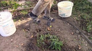 Хвойные в саду.  Посадка  хвойных осенью..