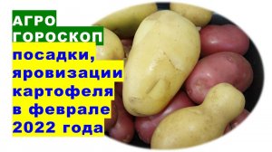 Агрогороскоп посадки и яровизации картофеля в феврале 2022 года