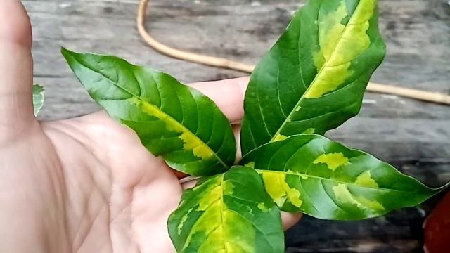 Новинки с выставки. Часть вторая. Цветение анредеры. смотреть онлайн