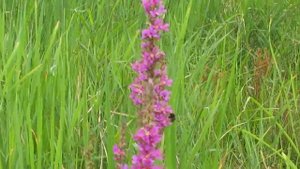 дербенник вязолистный Lythrum salicaria L Плакун трава