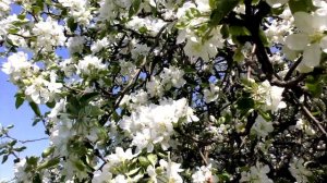 ЛУЧШЕ НЕТУ ТОГО ЦВЕТУ? Юлия Борисевич и Вячеслав Абросимов