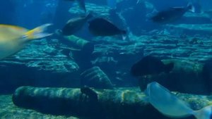 Экзотические   рыбки Релакс