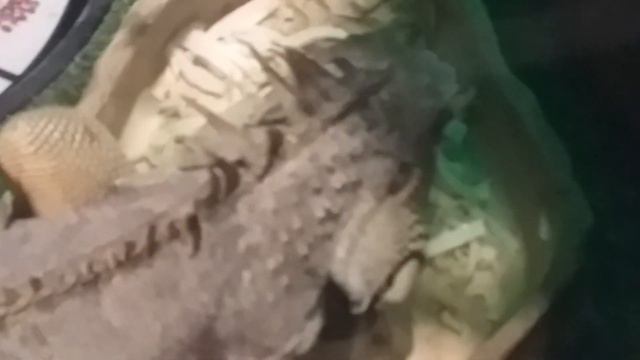 Зверь в стеклянной клетке смотреть онлайн