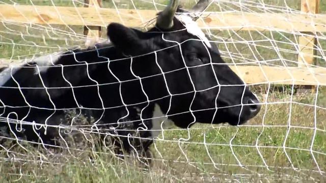 Соловецкая коровушка! смотреть онлайн