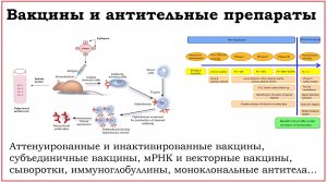 18. Вакцины и антительные препараты