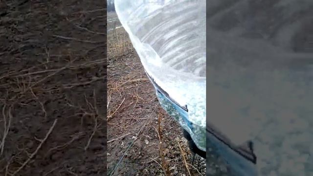 Як, коли і чим підживити малину для щедрого врожаю смотреть онлайн