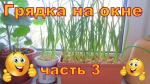 Грядка на окне, результат через 10 дней.
