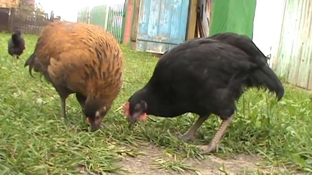 ручные цыплята смотреть онлайн