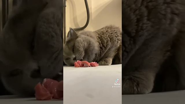 Кот ест мясо смотреть онлайн