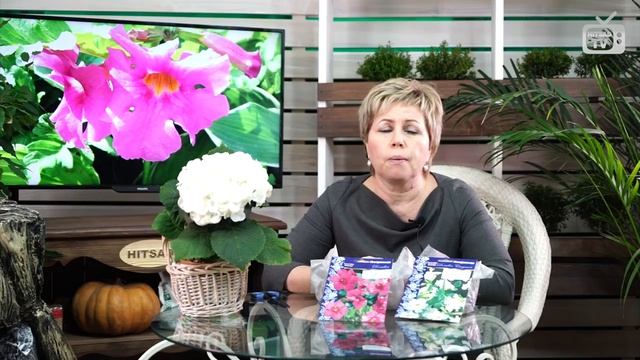 Неприхотливые цветы для сада ? ИНКАРВИЛЛЕЯ ? Особенности выращивания, лучшие сорта