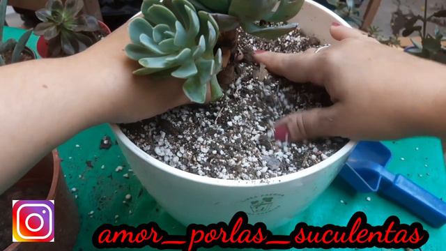 Echeveria Secunda Glauca смотреть онлайн