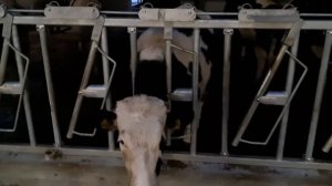 Как работает хедлок (хэдлок) для КРС