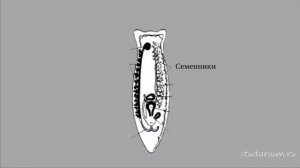 Класс ресничные черви. Белая планария. Лекция и разбор заданий ЕГЭ