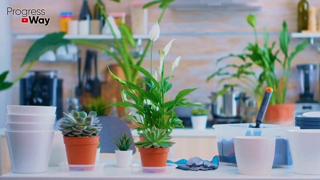 Цветы Сходят С Ума От Этой Подкормки! Пышное Цветение И Здоровый Вид Домашних Растений смотреть онлайн