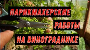 Парикмахерские работы на винограднике