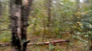 Поход к трезубцу дьявола в другой Ведьмин лес на берегу Ветьмы.Брянский лес