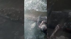 проверка самолова на ондатру