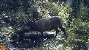 Учет марала на «реву» в НП «Красноярские Столбы»