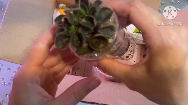 Распаковка посылки с мини фиалками. смотреть онлайн