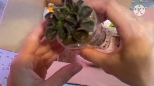 Распаковка посылки с мини фиалками.