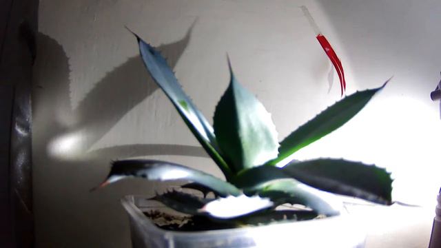 11th Silent LS - Welcome Kaibigan, Pasok Lang At Full-Watched Ko Ang Video Mo. смотреть онлайн