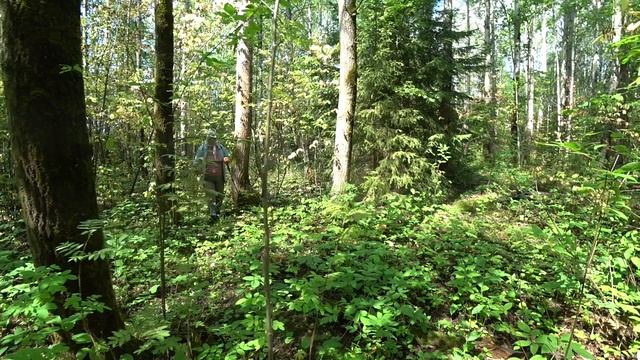 Пошли за грибами в лес в адскую жару. 4 июля 2023 смотреть онлайн