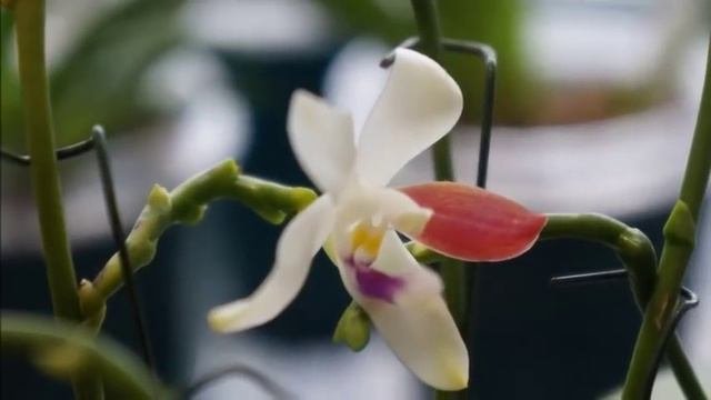 蘭花 - 盾花蝴蝶蘭盛開 | 蘭花種植 | Phalaenopsis Tetraspis C1
