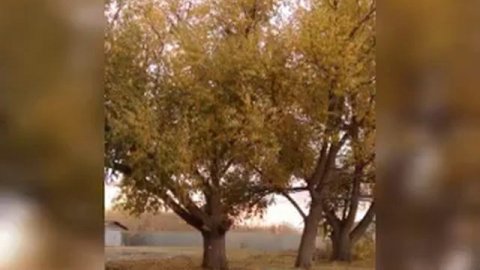 Село Селезян